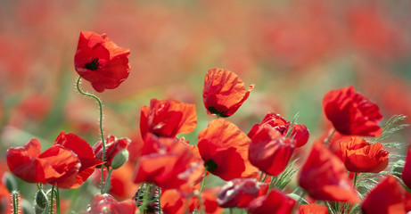 Naklejka premium Red poppy flowers nature website banner