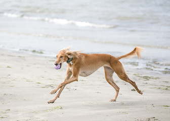 Saluki is playing on a beach