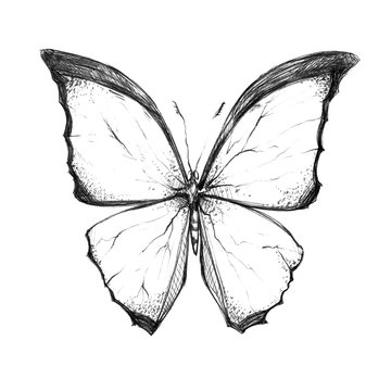 Very beautiful black and white butterfly drawn in ink. Nice element for your project.
