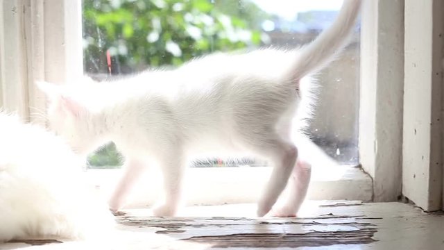 Three White fluffy Kittens are eating