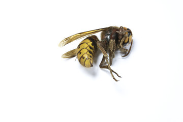 Dead British Hornet on White Background