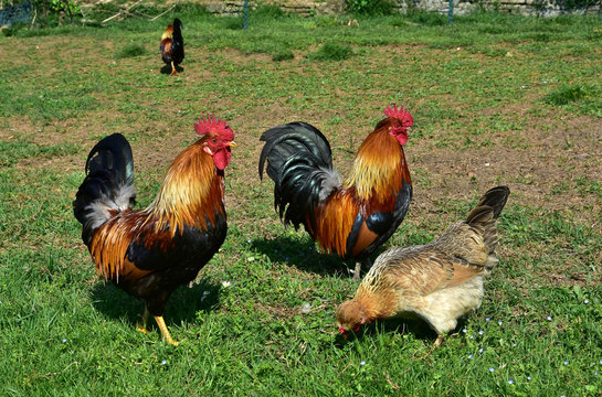 Two cocks and a hen walking in a field