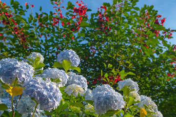 紫陽花の咲く公園