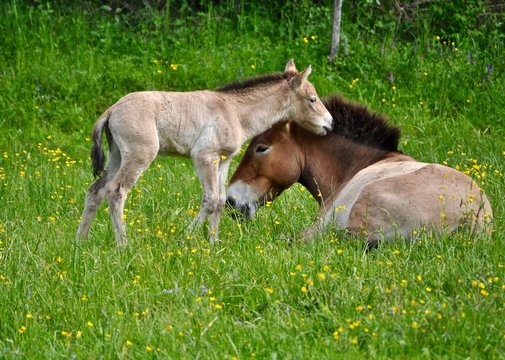 Przewalski Stute sitzt mit Fohlen auf gr&uuml;ner Weide . Mongolische Wildpferde