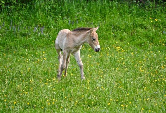 Przewalski Fohlen inmitten einer gr&uuml;nen Wiese. 
Junges mongolisches Wildpferd