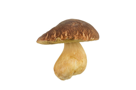 Set of images with mushrooms on white background