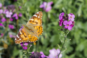 Focus on a Red Admiral butterfly pollinating a purple flower aga