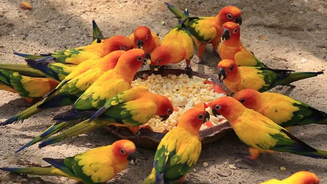 Beautiful colorful parrot, Sun Conure, Aratinga solstitialis in Safari World. Bangkok, Thailand