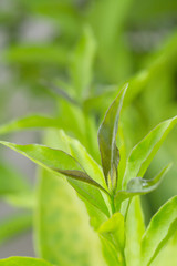 Fresh green leave as background