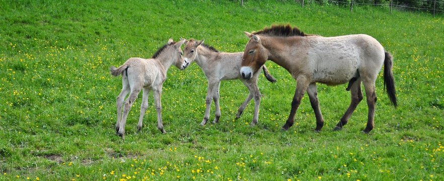 Mongolische Wildpferde : Zwei Przewalski Fohlen spielen mit Papa - Hengst auf gr&uuml;ner Weide .