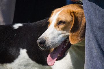 Gomel, Belarus - May 27: Exhibition of hunting dogs. competitions in conformation May 27, 2013 in...