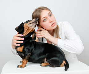 dachshund dog examination by a veterinary doctor