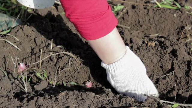 hands planting seeds/hands planting seeds in the black earth ground garlic