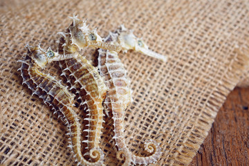 dried seahorse on wooden background
