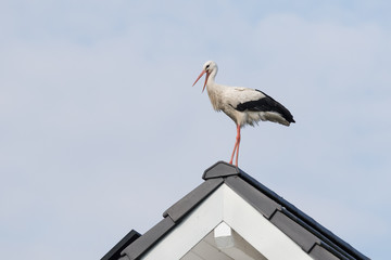Storch auf Hausdach