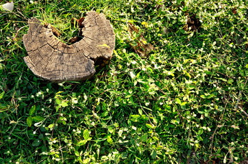 green grass background from field