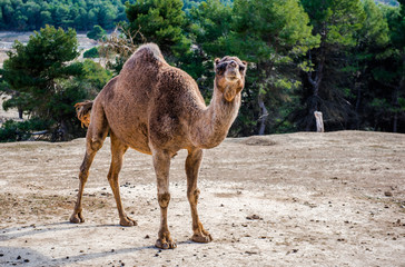 Camel outdoors