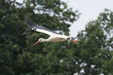 Obraz premium Storch im Flug