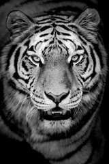Crédence de cuisine en verre imprimé Tigre Portrait de tigre