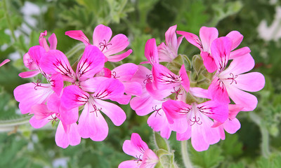 Géranium odorant