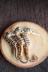 dried seahorse on wooden background