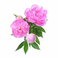 Papier peint photo Pivoines Pivoines roses  © hcast