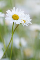 Magerwiesen-Margeriten / Meadows Marguerites
