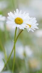 Fototapeta premium Magerwiesen-Margeriten / Meadows Marguerites 