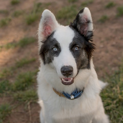 Portrait of a young yakutian laika Selective focus on the dog