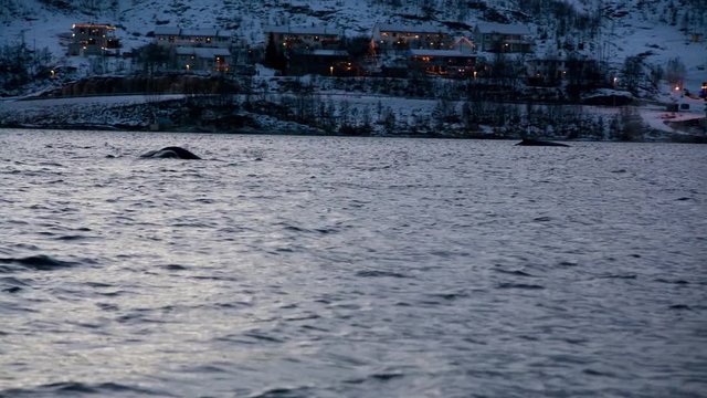 Orca & Humpback whales in northern fjord of Norway