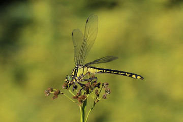 dragonfly sitting on plant