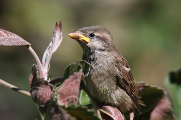 young sparrow