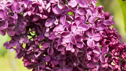 Blossoming Syringa vulgaris