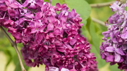 Blossoming Syringa vulgaris