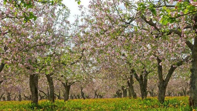 Blossoming apple orchard, tilt