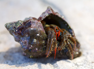 Hermit crab in a shell