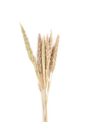 Fototapeta premium Ear of barley close up background