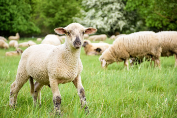 Sheep in nature, on meadow.