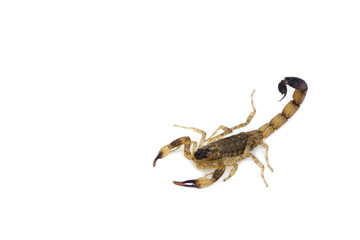  isolated scorpion
