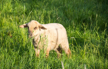 Young sheep in nature, on meadow.