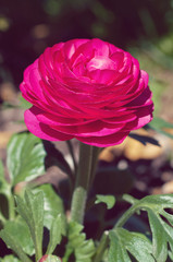 Pfingstrose im Garten