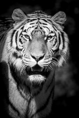 Portrait de tigre en noir et blanc