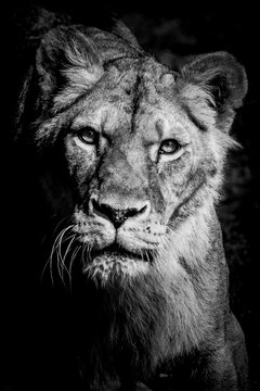 Portrait noir et blanc d'une lionne
