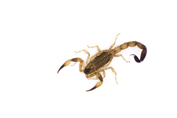 isolated scorpion