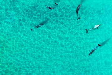 Aerial view of dophines in a tropical lagoon