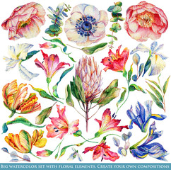 Set of different flowers and leaves for design.  Watercolor iris, tulip, anemone; poppy, Alstroemeria; Proteus. Set of floral elements to create compositions. 