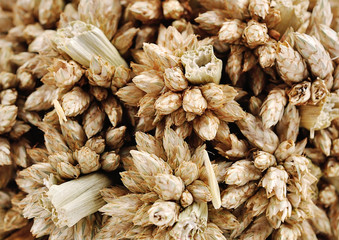 Ear of barley close up background