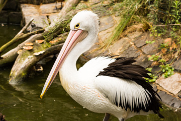 Australian Pelican