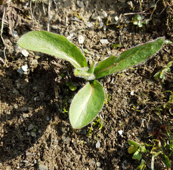 Habichtskraut, Hieracium; Jungpflanze