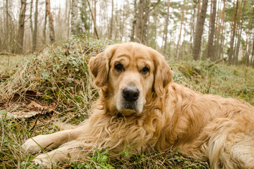 Golden retriever